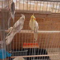 پرنده|پرنده|اصفهان, سروستان|دیوار