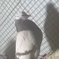 کبوتر گلی فولادی