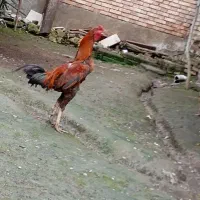 خروس لاری جوان