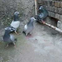 پلاکی مسابقه