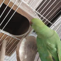 طوطی ملنگو جفت اماده