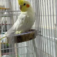 عروس هلندی|پرنده|شاهین‌شهر, فردوسی|دیوار