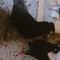 کبوتر جفت نروماده زاغ معاوضه با سگ