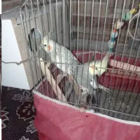 عروس هلندی نر و ماده