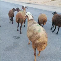 2عدد میش(تقریبا هرکدوم25خالص)|حیوانات مزرعه|خزل, |دیوار
