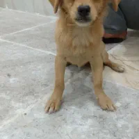 دو توله سگ|سگ|کارون, |دیوار