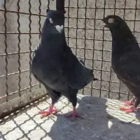 کفتر کبوتر|پرنده|مرودشت, فرهنگ|دیوار