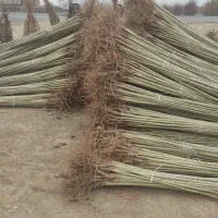 فروش نهال صنوبر و گردو و بادام در نهالستان