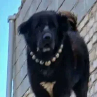 فروش یک قلاده