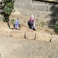 کبوتر کفتر جفتی پرشی