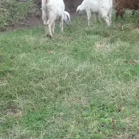 گوسفند گم شده