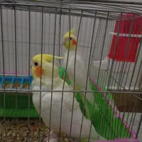 نر و ماده عروس هلندی