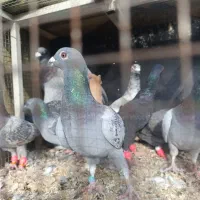 یه گل کبوتر پرشی همه مال یه بوم|پرنده|دشتابی, |دیوار