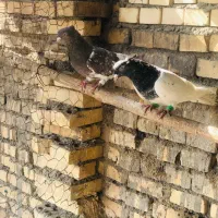 کبوتر کلیی|پرنده|سوسنگرد, |دیوار