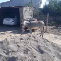 برای فروش نر