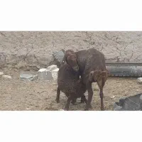 میش و بره