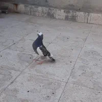 جوجه رنگه|پرنده|مشهد, نیزه|دیوار