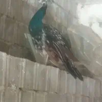 طاووس ماده خشگل
