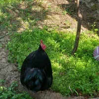 مرغ خروس برهما و کوشین|حیوانات مزرعه|رشت, خرسندی|دیوار