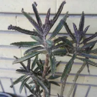 گل وگیاه|گل و گیاه طبیعی|سیرجان, |دیوار