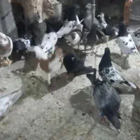 کبوتر رنگه|پرنده|مشهد, گرجی علیا|دیوار
