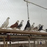 کفتر پرشی