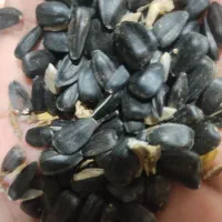 خریدارتخم آفتاب بصورت نقدی