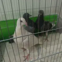 ۳عدد جوجه کبوتر مسافتی .