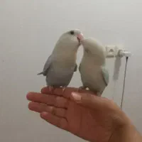 طوطی برزیلی بالق دستی