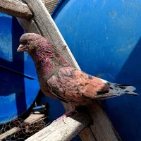 کبوتر سرور نر غریبگیری تهران