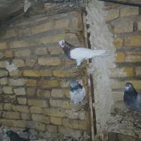 کبوتر|پرنده|ارسنجان, |دیوار