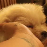 پامر خرسی دو ماهه