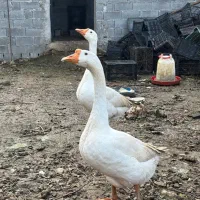 غو غاز نر و ماده  بزرگ و آماده تخم گذاری