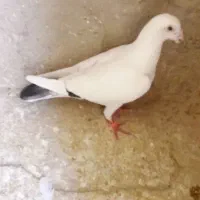 هردو نر پرشی