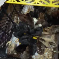 حمیدیه جوجه عرب