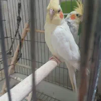 عروس هلندی نر و ماده