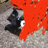 حیوون گمشده