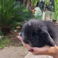 خرگوش مینی لوپ|موش و خرگوش|لشت نشا, |دیوار