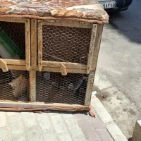 قفس مرغ وجوجه
