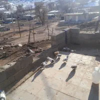 کبوتر|پرنده|نورآباد ممسنی, |دیوار