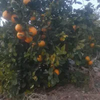 باغ مرکبات ثمری