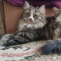 گربه گم شده