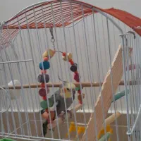 فروش عروس هلندی با قفس