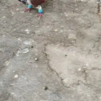 کفتر خوشگل