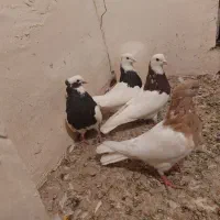 سلام کبوتر ها همش سالمند واکسن خورده