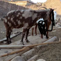 بز دورگ پاکستانی