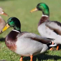 اردک محلی جوان ودرشت