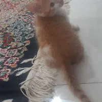 واگذاری گربه