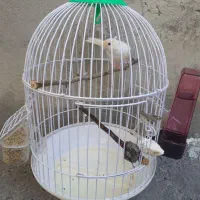 قناری نر یک ساله