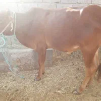 فروش گوساله دورگه پاکستانی|حیوانات مزرعه|خنج, |دیوار